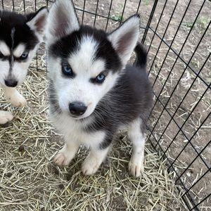 Meet your Posher, Kris